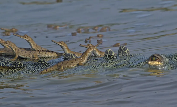 Ken Gharial Sanctuary
